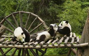 Chengdu Research Base of Giant Panda Breeding